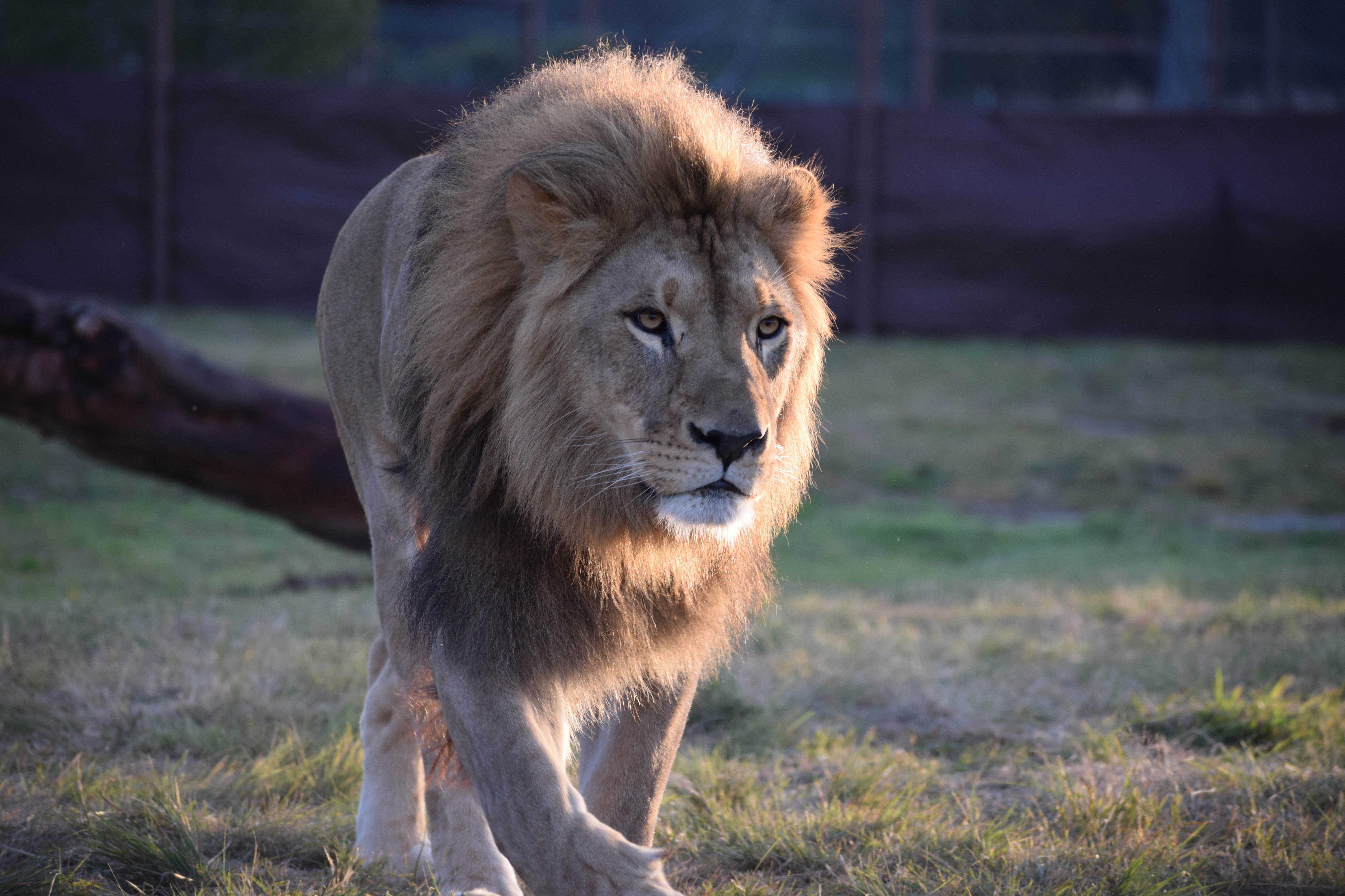 Majestic Lion walking forward