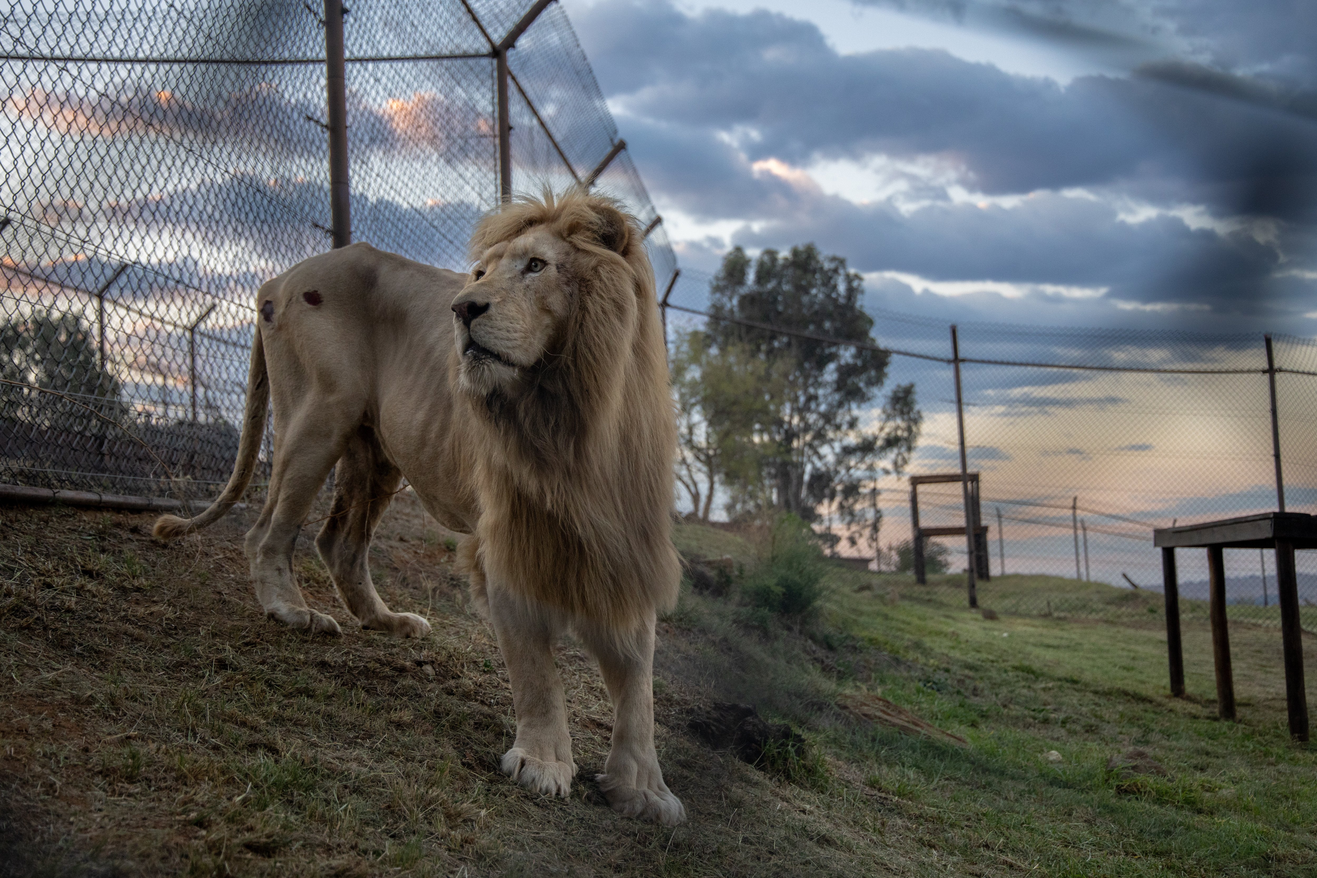Lion Romeo arrives at LIONSROCK Big Cat Sanctuary in Bethlehem, South Africa, after being transferred from Belgium.