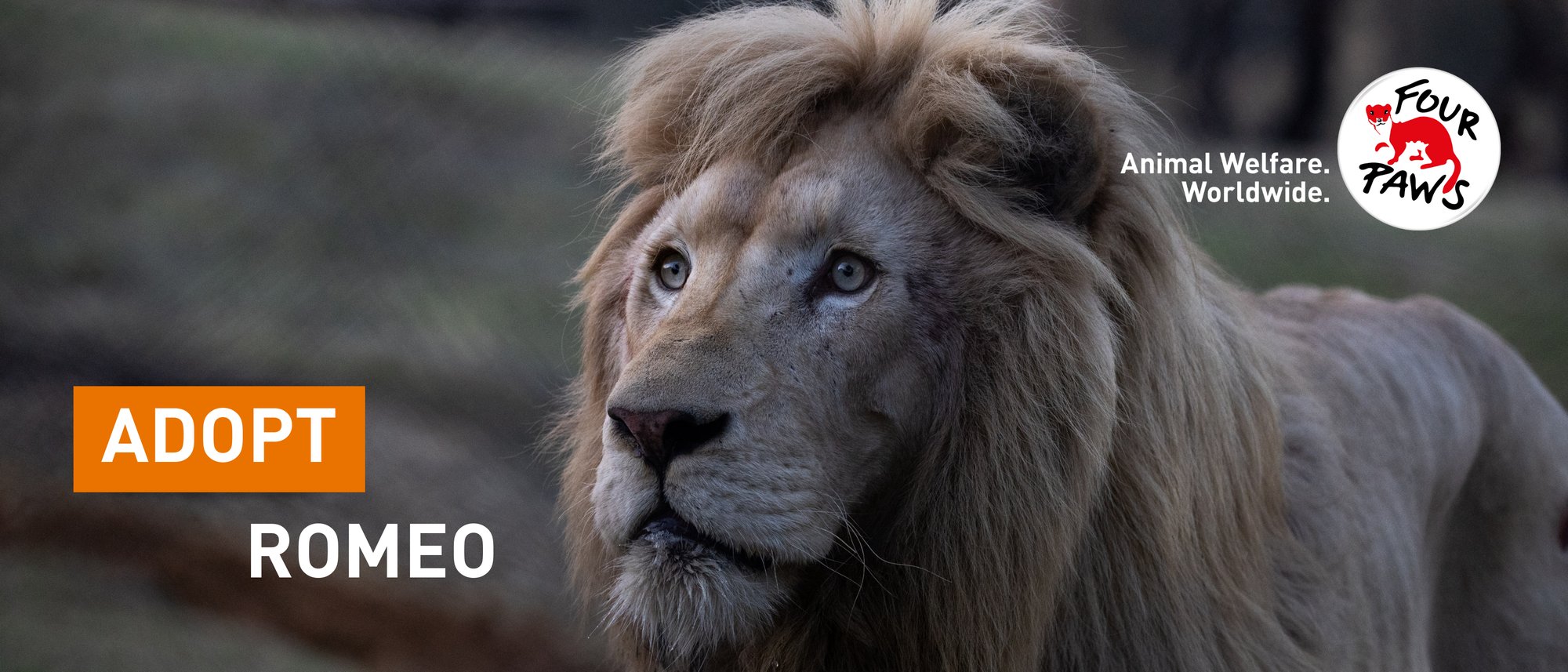 Lion Romeo
