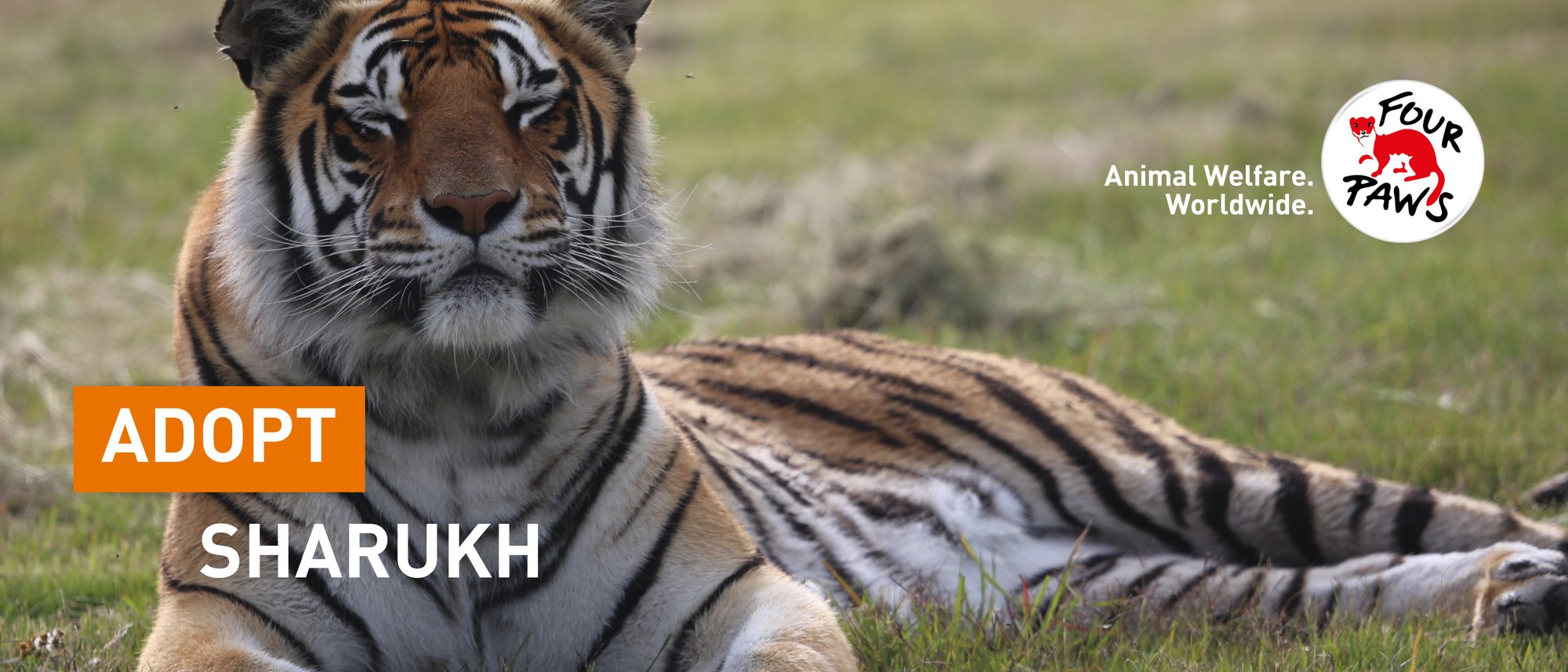 Adopt Sharukh