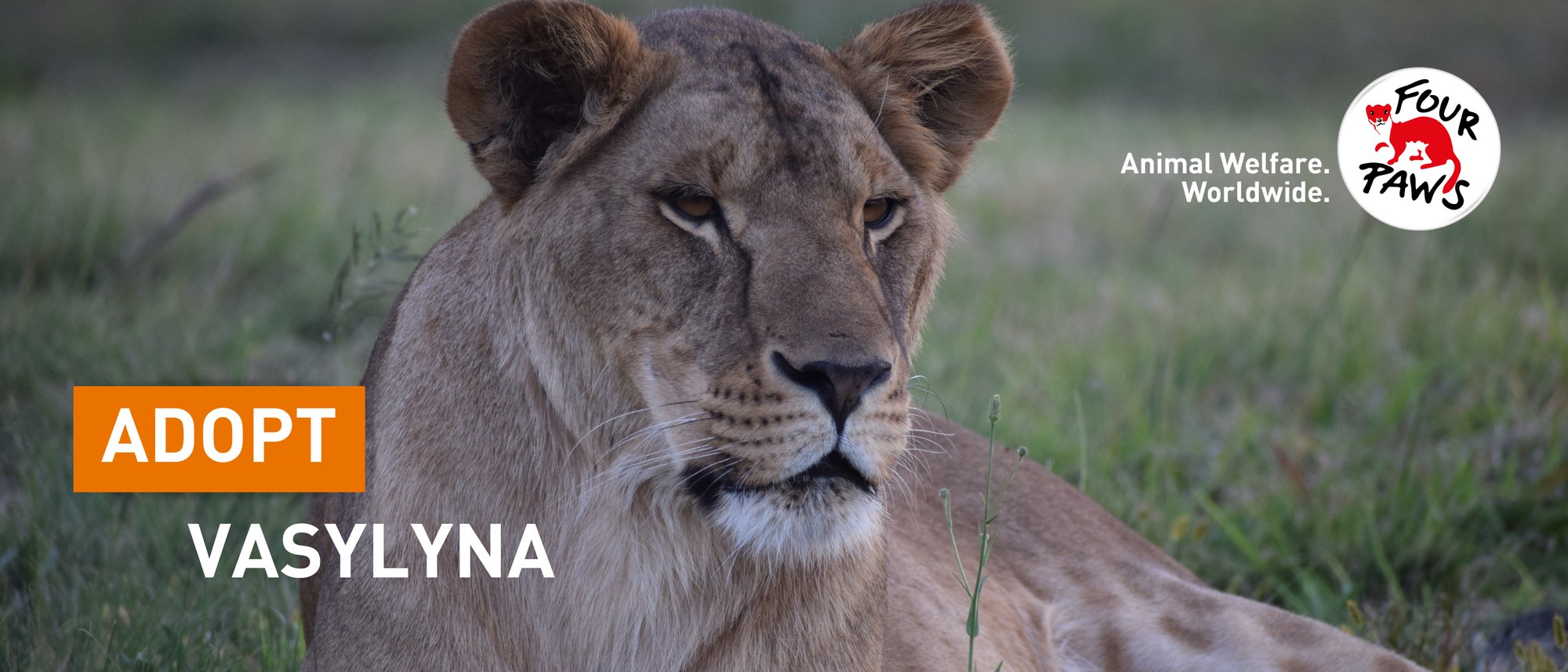 Lioness Vasylyna in LIONSROCK Big Cat Santuary