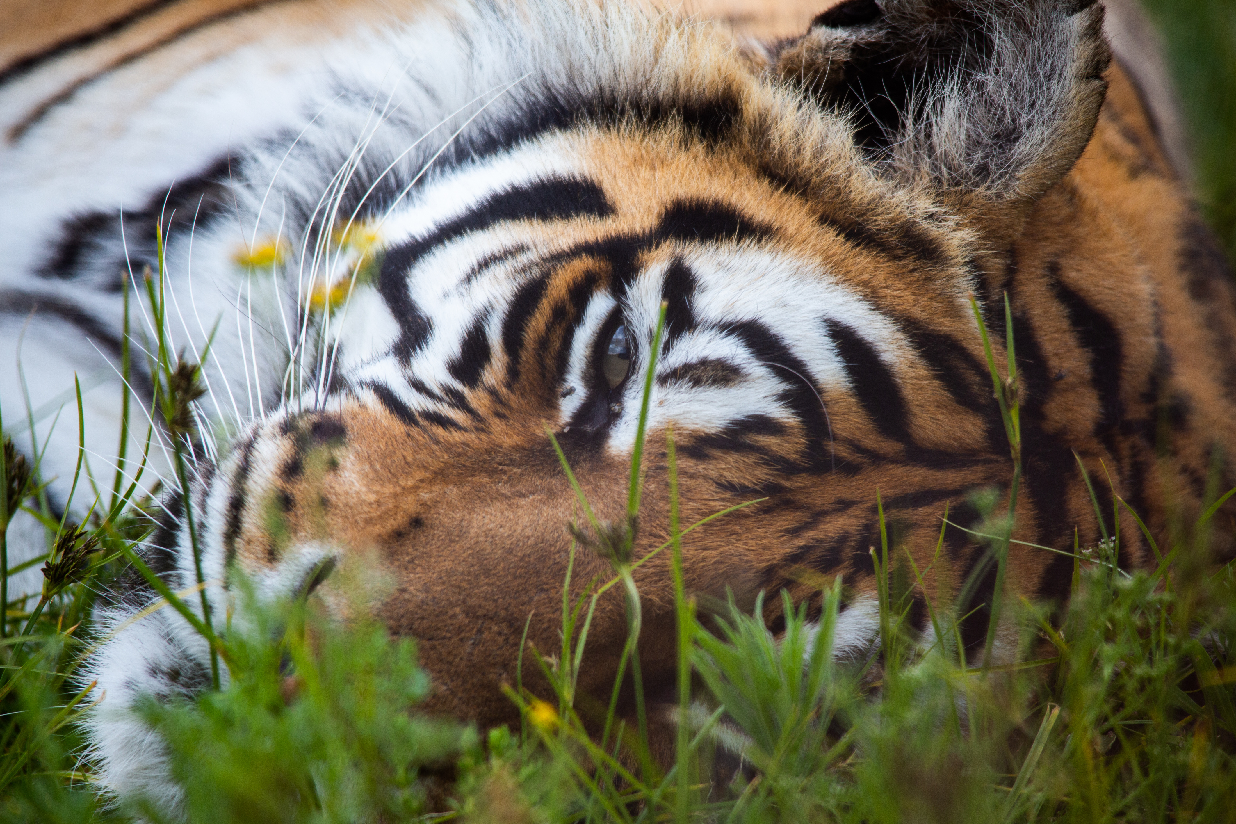 Picture of animal that can be adopted