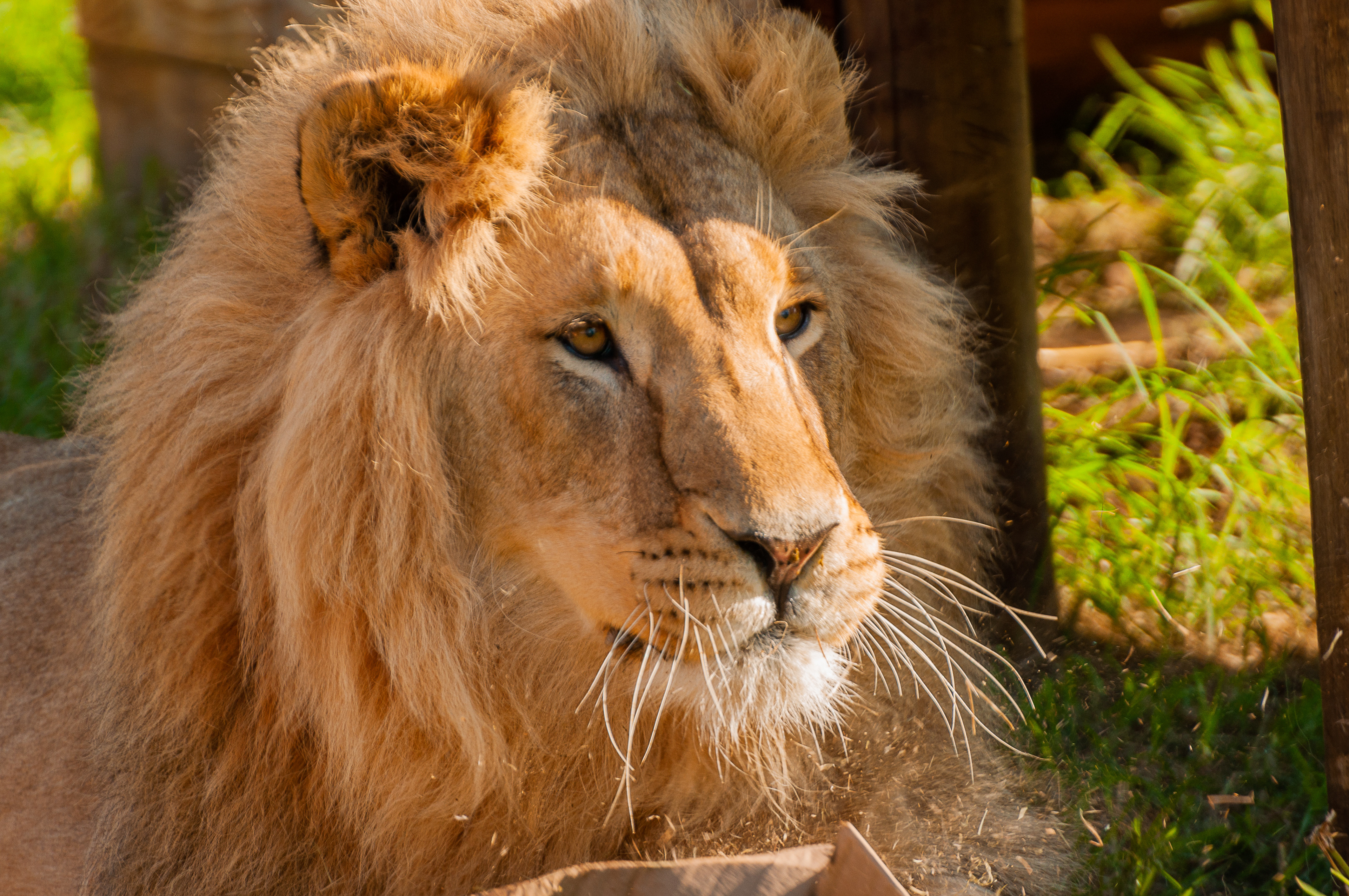 Picture of animal that can be adopted