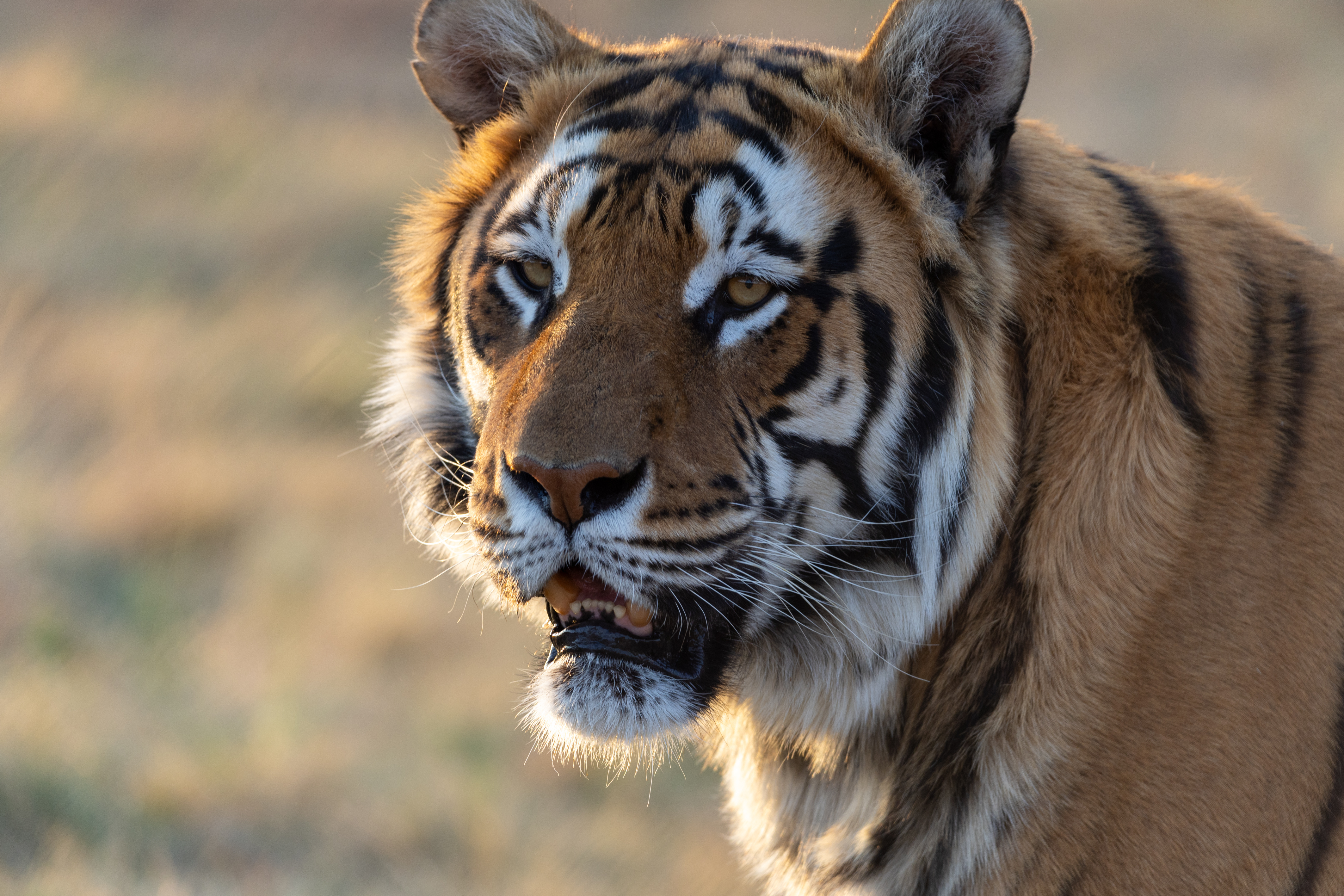 Picture of animal that can be adopted