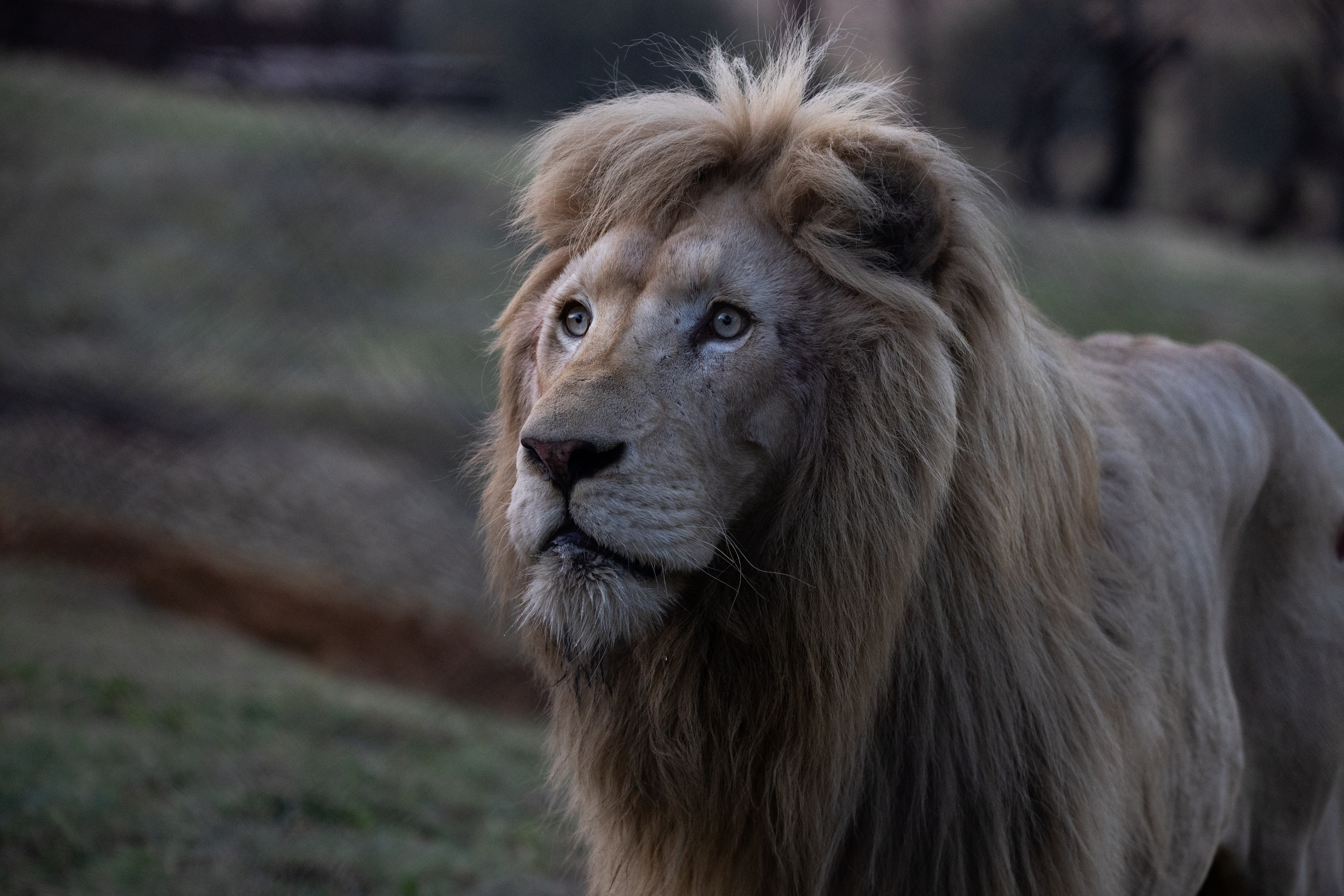 Picture of animal that can be adopted