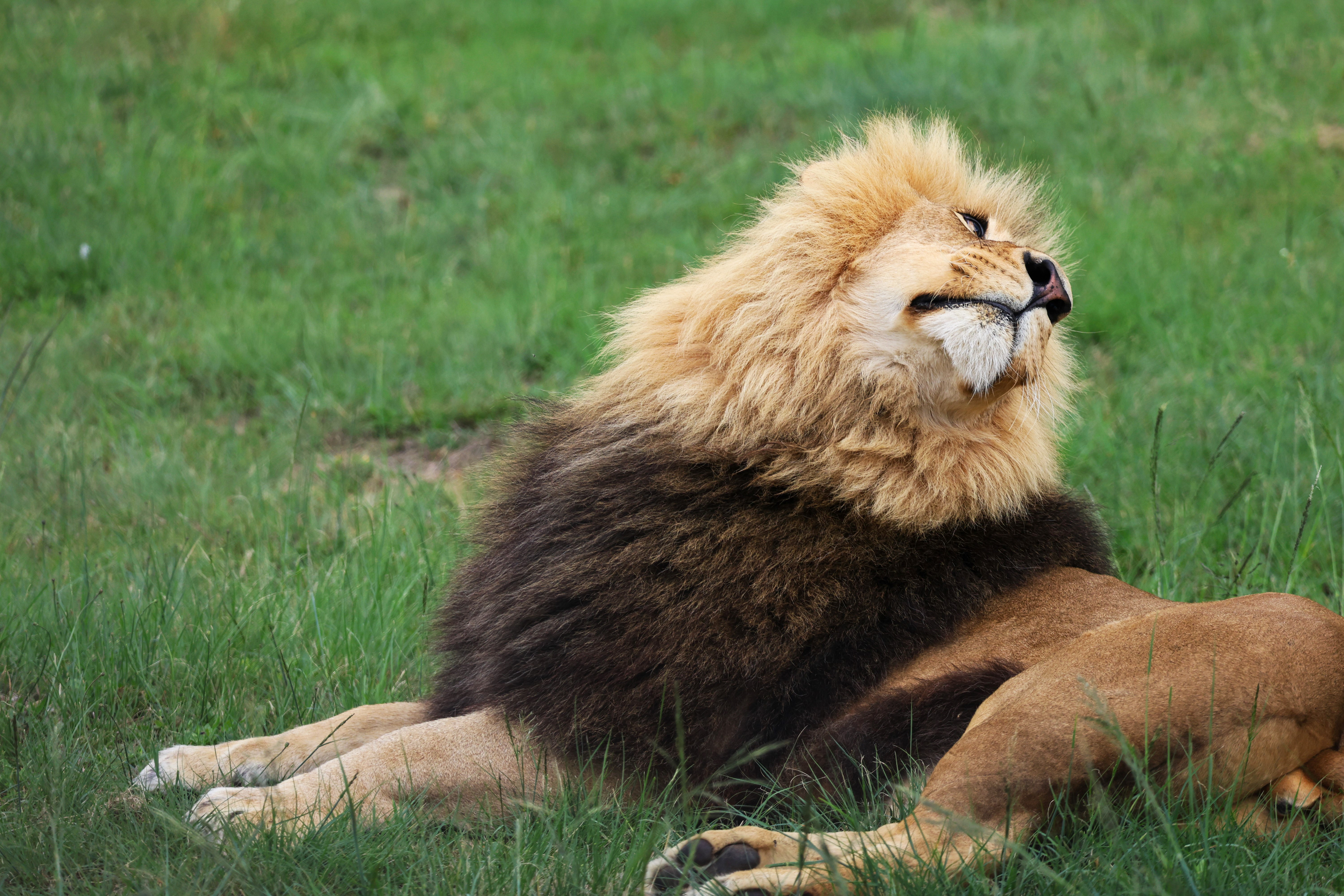 Picture of animal that can be adopted